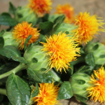 Saflor - Färberdistel orange (Samen)