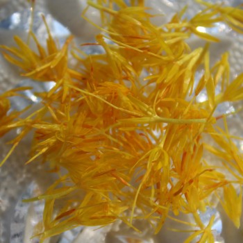 Saflor Canary Yellow (Samen)