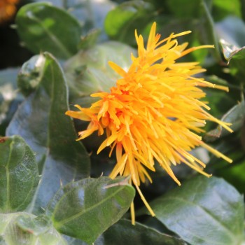 Saflor - Färberdistel orange (Samen)
