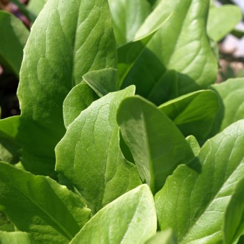 Salat Amish Deer Tongue (Samen)