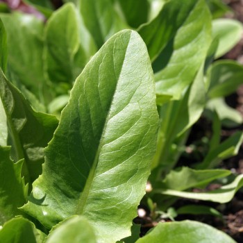 Salat Amish Deer Tongue (Samen)