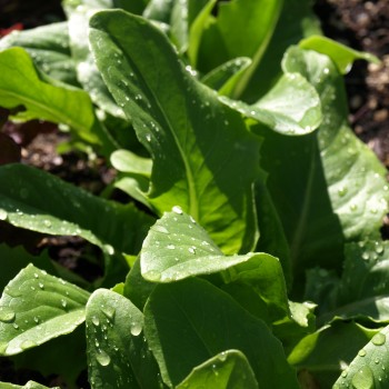 Salat Amish Deer Tongue (Samen)