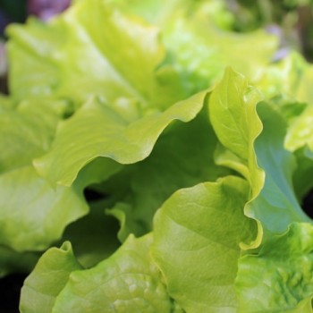 Salat Bionda Ricciolina (Samen)