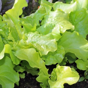 Salat Bionda Ricciolina (Samen)