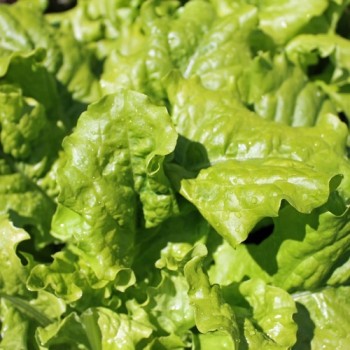 Salat Bionda Ricciolina (Samen)