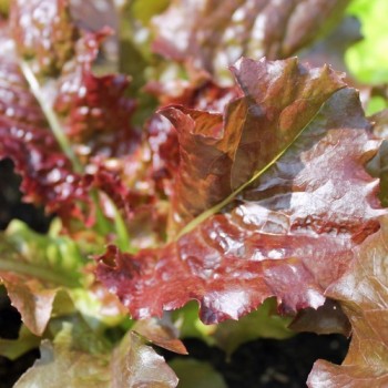 Salat Biscia Rossa (Samen)