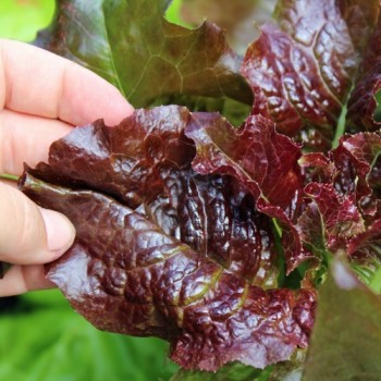Salat Biscia Rossa (Samen)