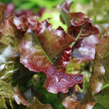 Salat Biscia Rossa (Samen)