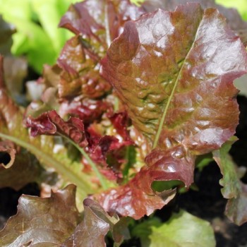 Salat Biscia Rossa (Samen)