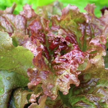Salat Biscia Rossa (Samen)