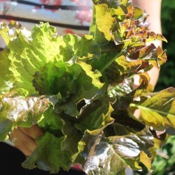 Salat Biscia Rossa (Samen)