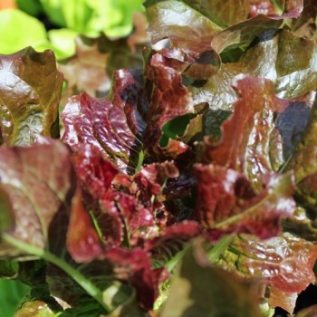 Salat Biscia Rossa (Samen)