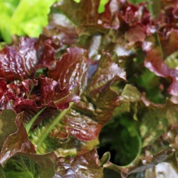 Salat Biscia Rossa (Samen)