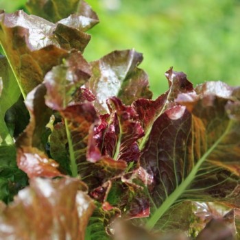 Salat Biscia Rossa (Samen)