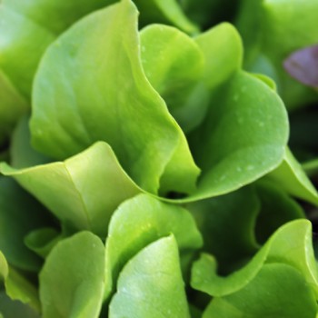 Salat Buttercrunch (Samen)