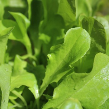 Salat Buttercrunch (Samen)