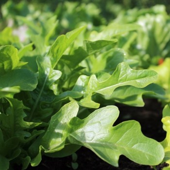 Salat Catalogna (Samen)
