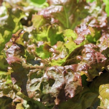 Salat Flame (Samen)