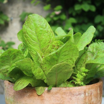 Salat Forellenschluss (Samen)