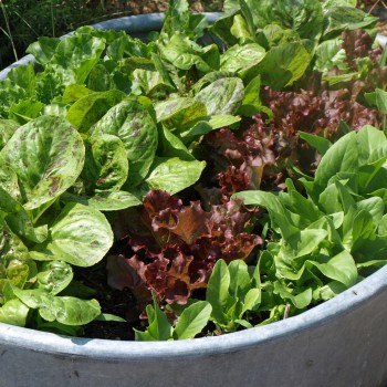 Salat Forellenschluss (Samen)