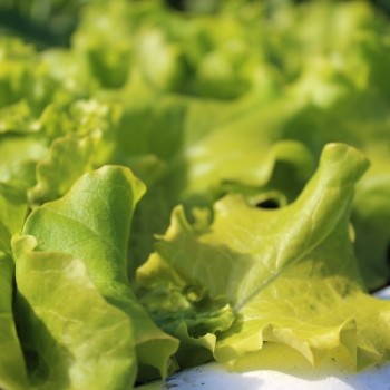 Salat Gentilina (Samen)