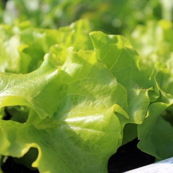 Salat Gentilina (Samen)
