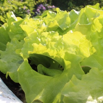 Salat Gentilina (Samen)
