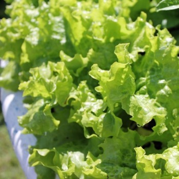 Salat Gentilina (Samen)