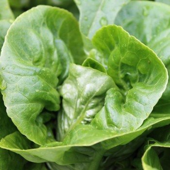 Salat Little Gem (Samen)