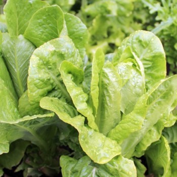 Salat Little Gem (Samen)