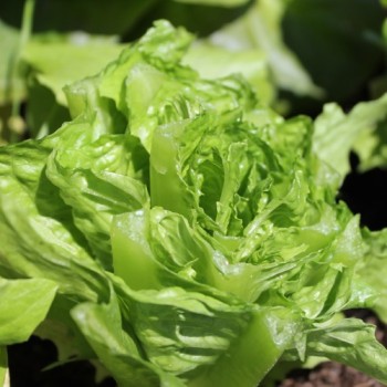 Salat Little Leprechaun (Samen)