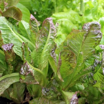 Salat Little Leprechaun (Samen)