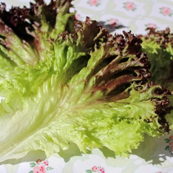 Salat Lollo Rosso (Samen)