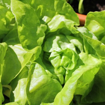 Salat Maikönig (Samen)