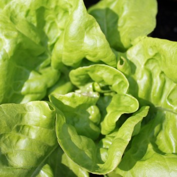 Salat Maikönig (Samen)