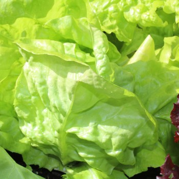 Salat Maikönig (Samen)