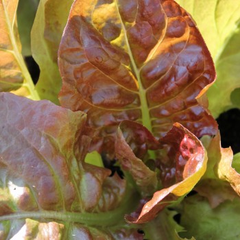 Salat Merveille de Quatre Saison (Samen)