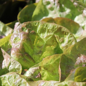 Salat Merveille de Quatre Saison (Samen)
