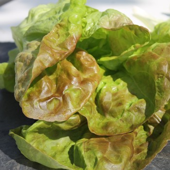 Salat Merveille de Quatre Saison (Samen)