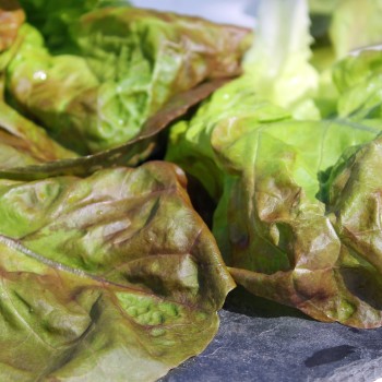 Salat Merveille de Quatre Saison (Samen)