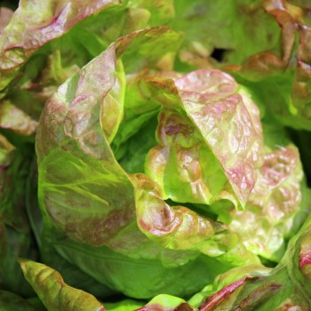 Salat Merveille de Quatre Saison (Samen)
