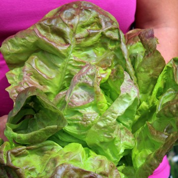 Salat Merveille de Quatre Saison (Samen)