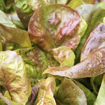 Salat Merveille de Quatre Saison (Samen)