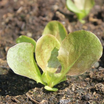 Salat Merveille de Quatre Saison (Samen)