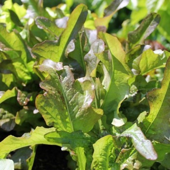 Salat Radichetta (Samen)