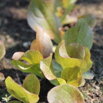 Salat Red Butter Romaine (Samen)