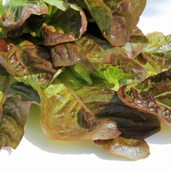Salat Red Butter Romaine (Samen)