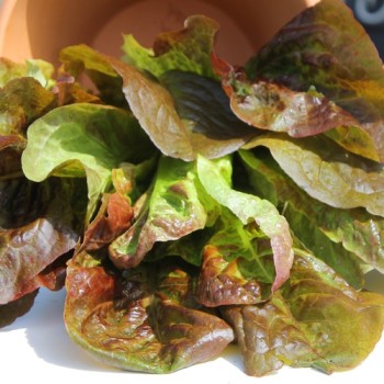 Salat Red Butter Romaine (Samen)