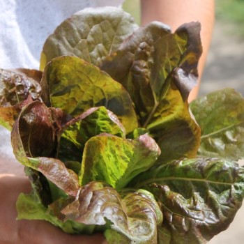 Salat Red Butter Romaine (Samen)