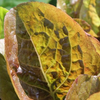 Salat Red Butter Romaine (Samen)